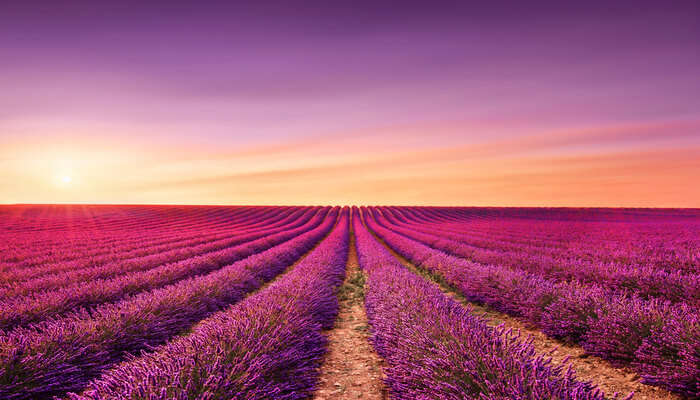 A mesmerizing view of Violet Plants 