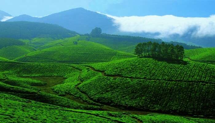 wayanad hill station tour packages