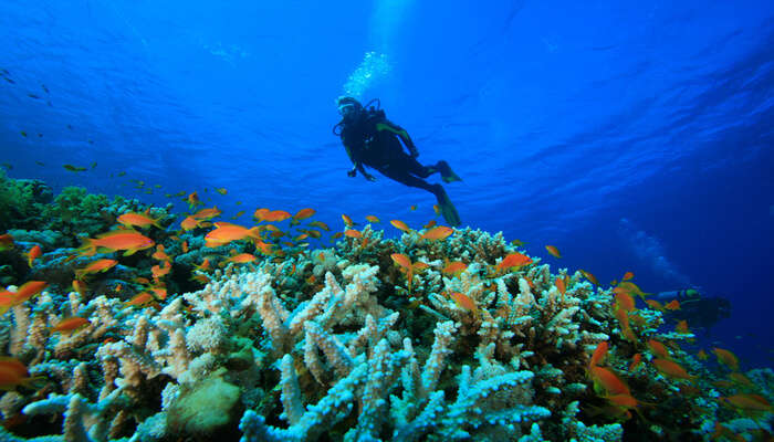 scuba diving in koh tao