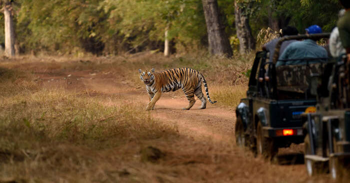 tiger safari ludhiana distance
