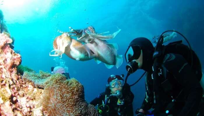 scuba diving in Surin Islands