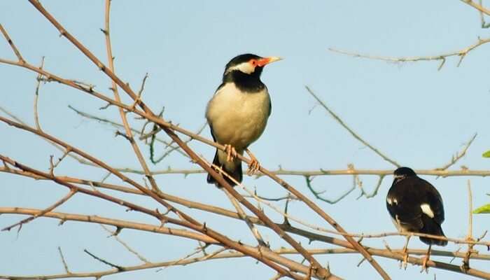 Okhla Bird Sanctuary