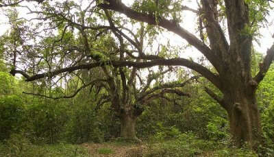 Chintamani Kar Bird Sanctuary