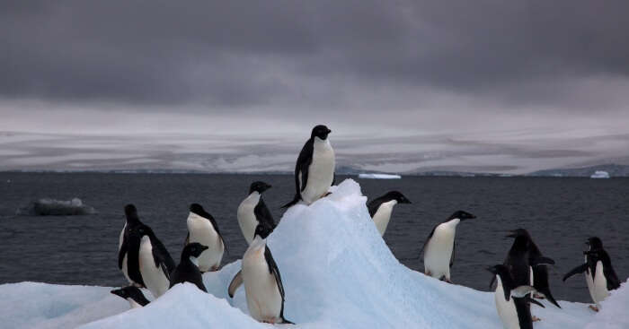 8 Awesome Places To Visit In Antarctica That You'll Surely Love