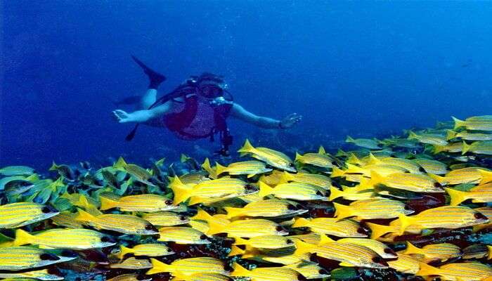 see the banana reefs in maldives island