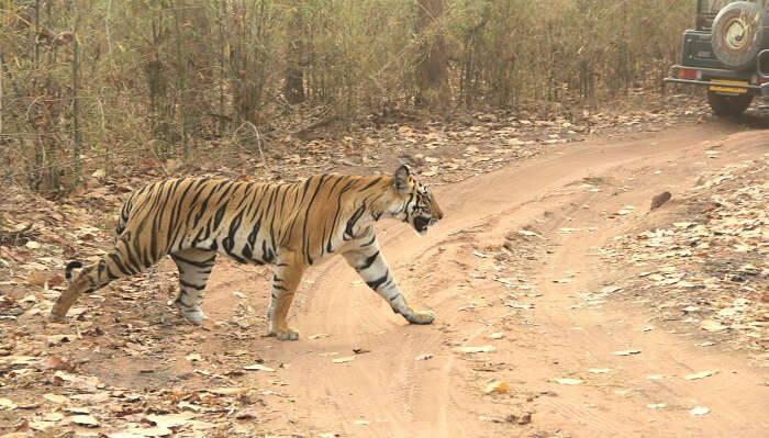 Bandhavgarh National Park