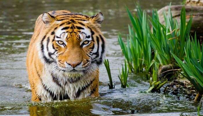 a tiger reserve