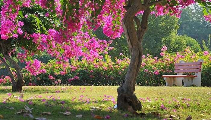 Bougainvillea Garden
