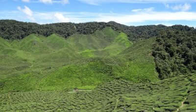 Temple visits and trekking are one of the key attractions of the Cameron Highlands.