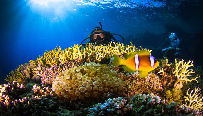 Cover image of scuba diving in the red sea