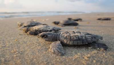 Velas Turtle Festival 2022: Learn About A Step Taken Towards Humanity