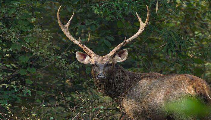 wildlife sanctuaries of Arunachal Pradesh