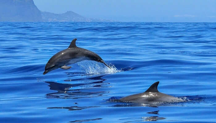 Dolphin Watching