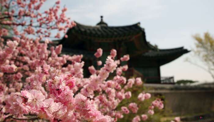 Korea In April Travel Guide For A Worthwhile Vacation Here