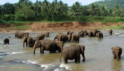 Pinnawala Elephant Orphanage is the top most beautiful places in Sri Lanka 