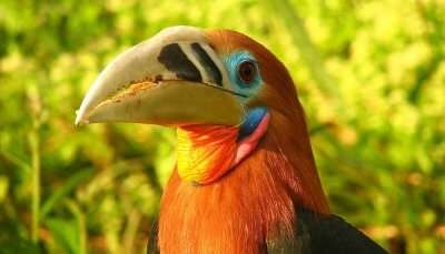 Rufous Necked Hornbill torsa nature reserve