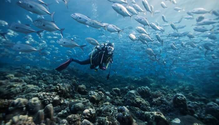 Scuba Diving In Chennai