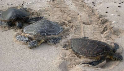 Velas Turtle Festival 2022: Learn About A Step Taken Towards Humanity