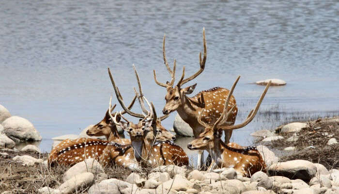 best place Jim Corbett National Park