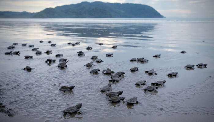 Velas Turtle Festival 2020: Learn About A Step Taken Towards Humanity