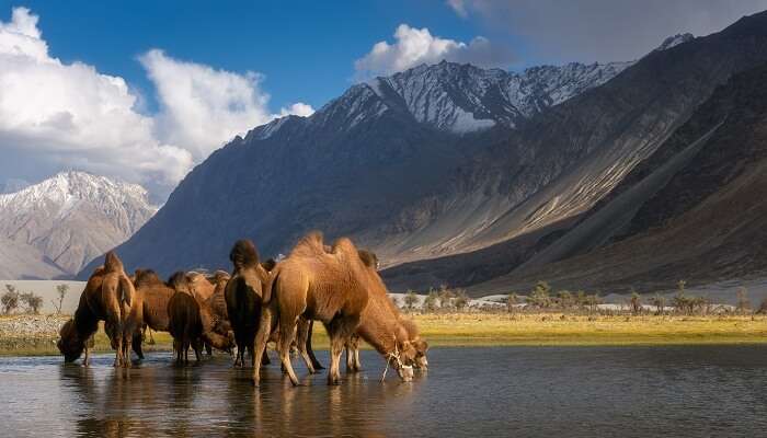 Wildlife sanctuaries in Kashmir - Cover