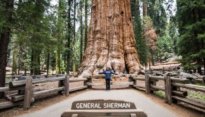 Ancient Giant Sherman Tree