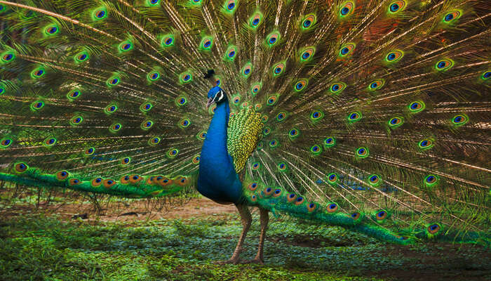 peacock