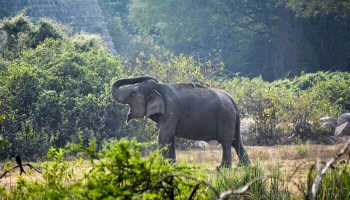 17 Zoos In India One Must Definitely Visit And Enjoy A Great Time In 2023!