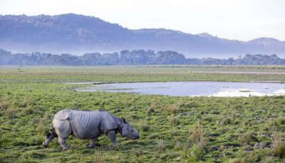 Wildlife Sanctuaries In Assam