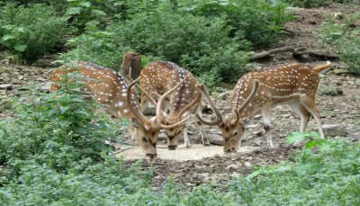 Wildlife Sanctuaries In Himachal Pradesh