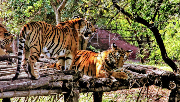 Zoos In Andhra Pradesh