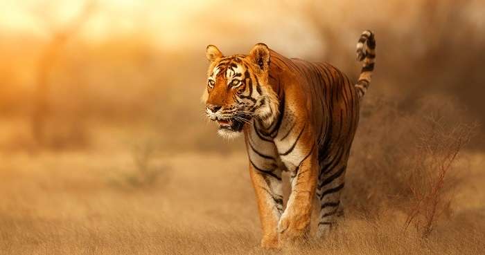 5 Best Wildlife Sanctuaries In West Bengal For Your Bucket List In 2022!