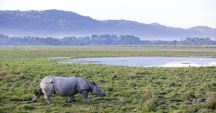 6 Best Wildlife Sanctuaries In Assam To Get Lost In The Wilderness