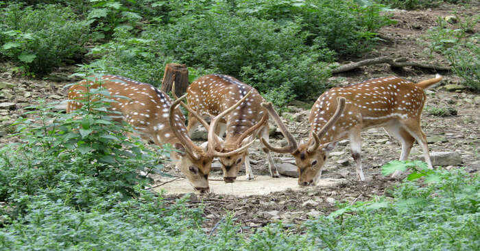 13 Wildlife Sanctuaries In Himachal Pradesh For Your Vacation In 2023