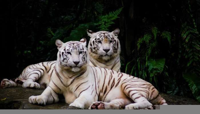 wildlife sanctuaries in Odisha