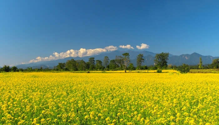 A Mustard Field