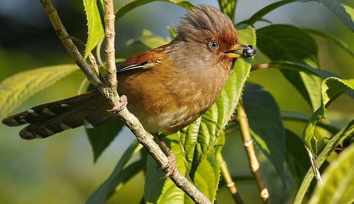 Bird Sanctuary In Arunachal Pradesh