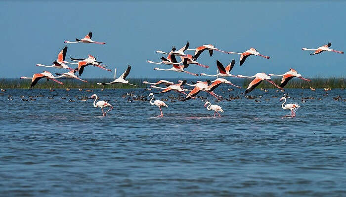 Chilika Wildlife Sanctuary