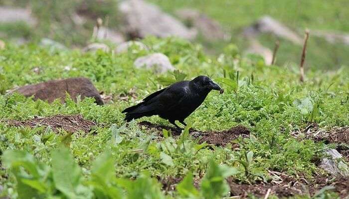 Govind Wildlife Sanctuary