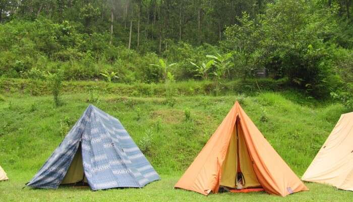 Jungle Camping is the best activity