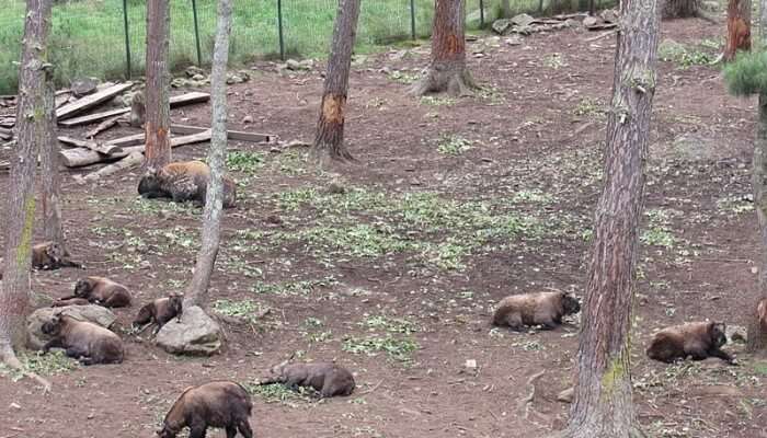 Motithang Takin Preserve
