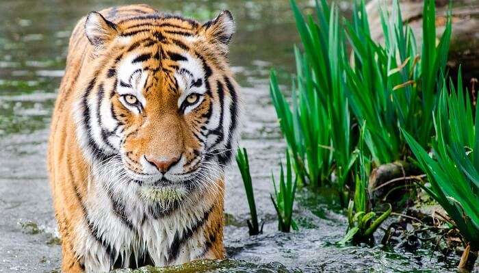 Mundanthurai wildlife sanctuary