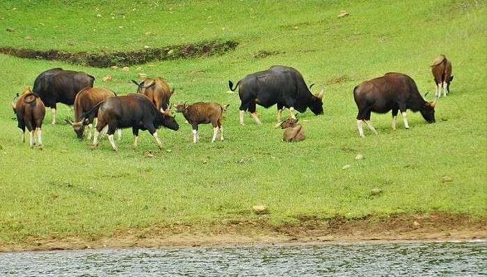 Periyar Wildlife Sanctuary