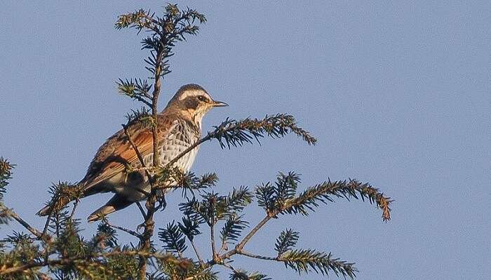 Senchal Wildlife Sanctuary, West Bengal