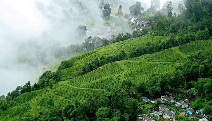 darjeeling