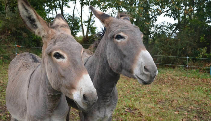 2 Donkeys