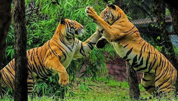 Top 7 Tiger Reserves In India To Witness The Wildside In 2022!