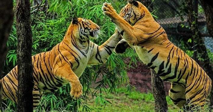 Tiger  Species  WWF