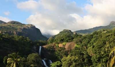 mesmerized by the lush green