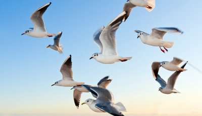 white seagulls flying